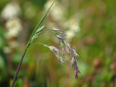 Vahlodea atropurpurea