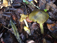 Hygrocybe