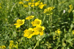 Bupleurum aureum
