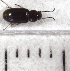 Haplanister crypticus