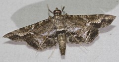 Merodictya marmorata