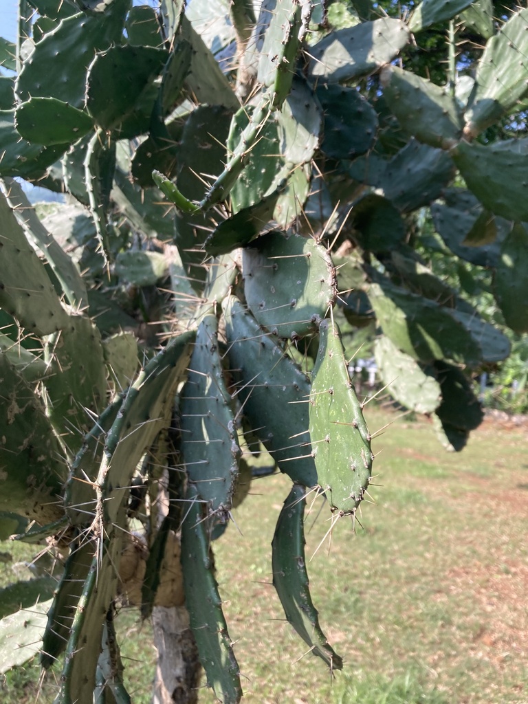 Opuntia dejecta from Tamasopo, San Luis Potosí, MX on June 16, 2023 at ...