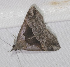 Hypena gonospilalis