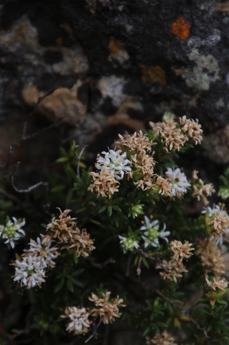 Stilbe rupestris (Stilbe rupestris)