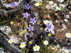 Campanula spatulata spruneriana