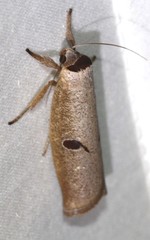 Pilostibes stigmatias