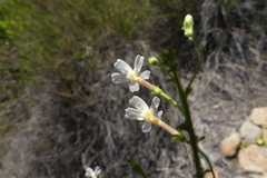 Jamesbrittenia argentea