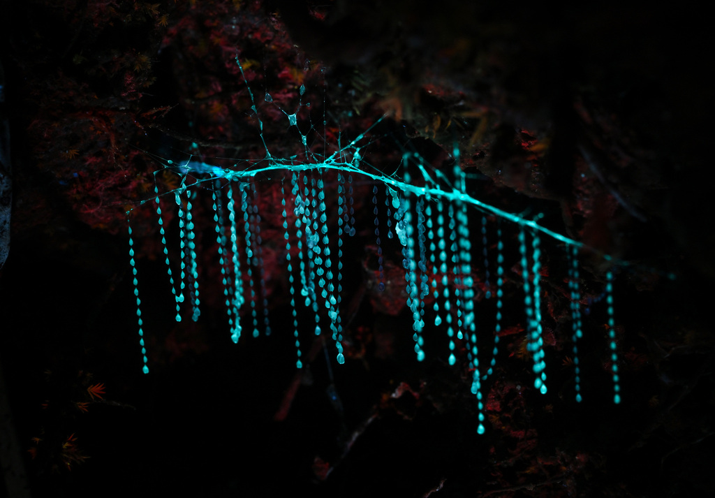 New Zealand Glowworm
