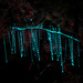 New Zealand Glowworm - Photo (c) Alan Rockefeller, some rights reserved (CC BY), uploaded by Alan Rockefeller