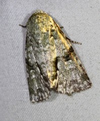 Acronicta psorallina