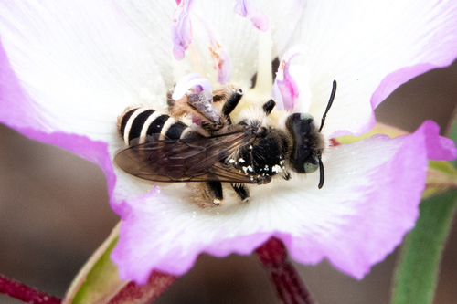 Clarkia Evening Bee photo 5