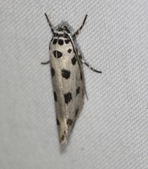 Ethmia sphaerosticha