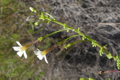 Jamesbrittenia argentea