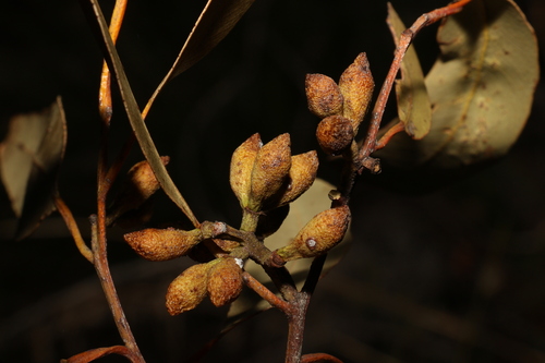Image of Corymbia henryi by (c) Greg Tasney, some rights reserved (CC BY-SA)