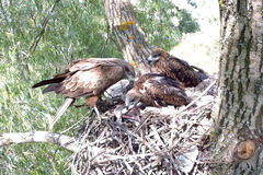 Yellow-Billed Kite photo 4