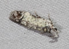 Hypatima