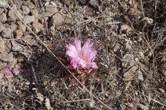 Echinofossulocactus zacatecasensis
