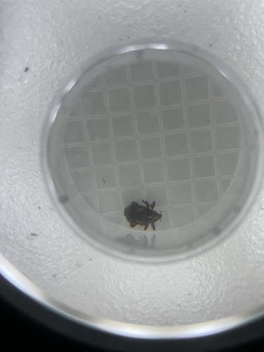 Sternochetus mangiferae observed 2023-06-16