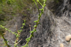 Jamesbrittenia argentea