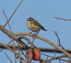 Setophaga coronata