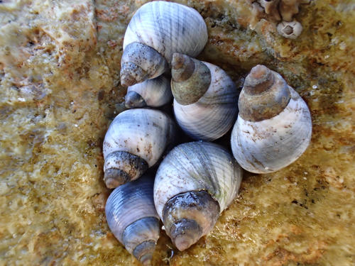 Austrolittorina unifasciata
