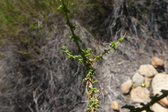 Jamesbrittenia argentea