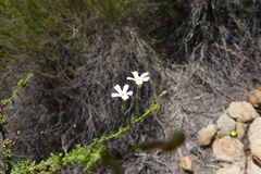 Jamesbrittenia argentea