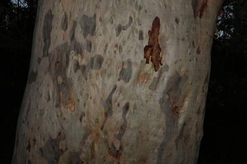 Image of Corymbia henryi by (c) Greg Tasney, some rights reserved (CC BY-SA)