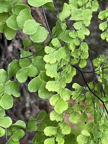 Adiantum raddianum