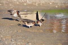 American Cliff Swallow photo 5