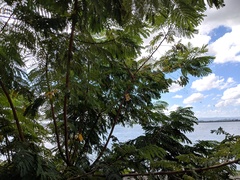 Peltophorum pterocarpum