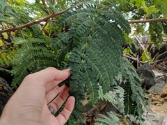 Peltophorum pterocarpum