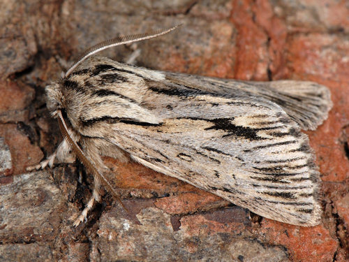 Sprawler, photo 4 of 7