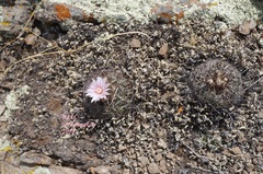 Echinofossulocactus zacatecasensis