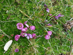 Gentianella cerastioides