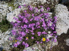Malcolmia graeca