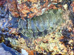 Acanthopleura