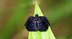 Cycloglypha thrasibulus