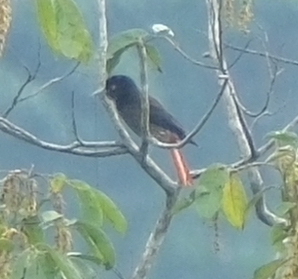 Maroon Oriole