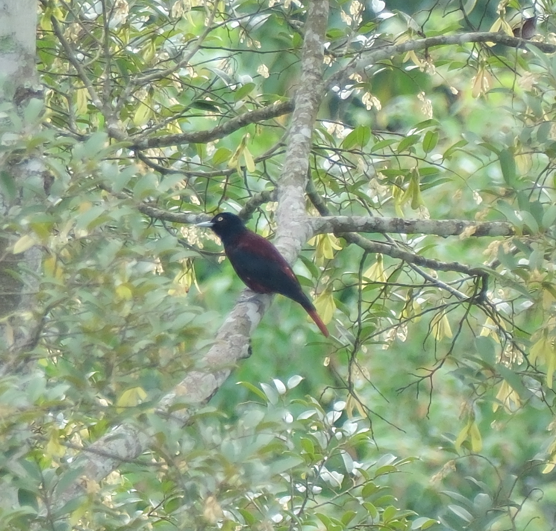 Maroon Oriole