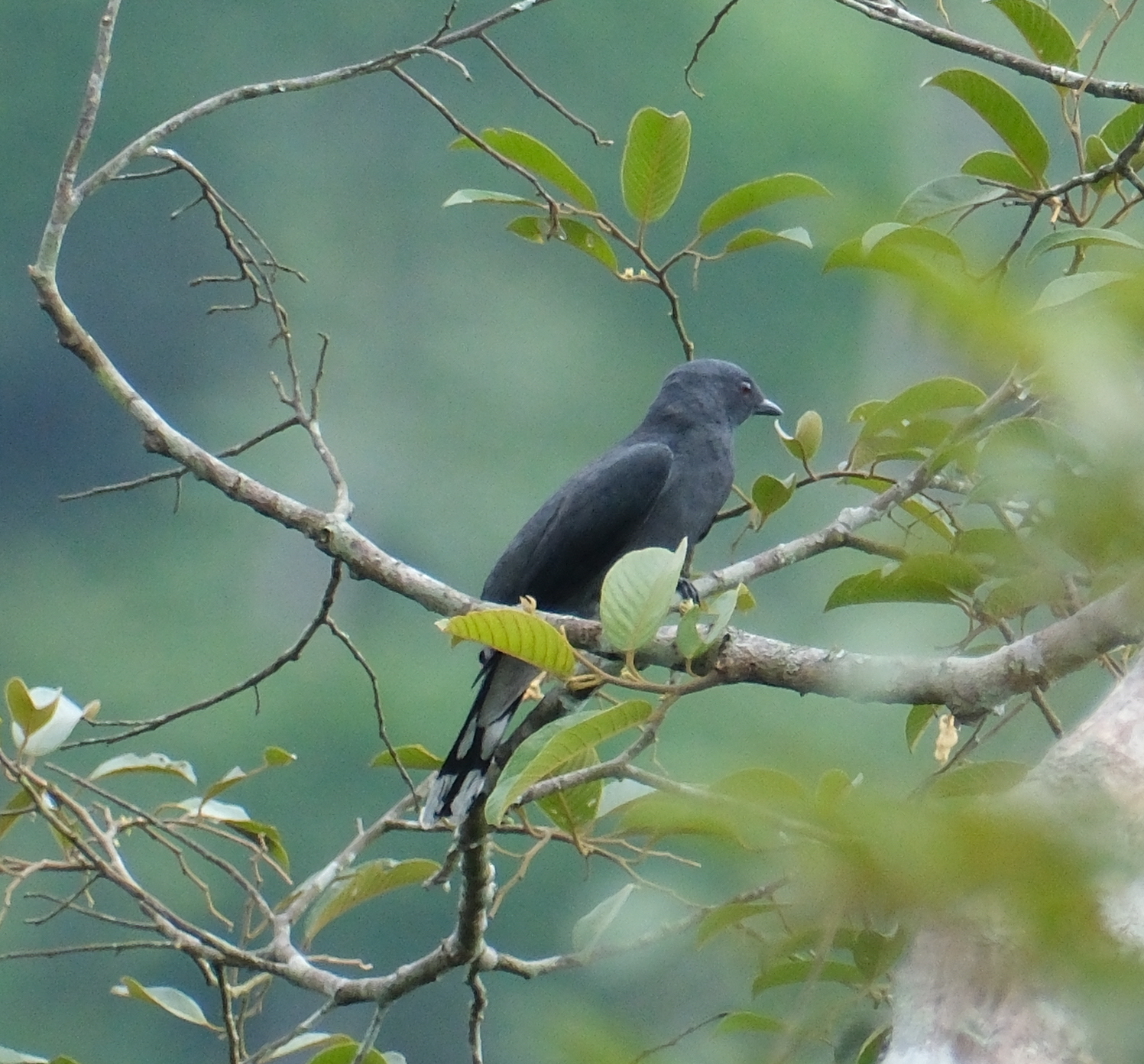 Black-winged Cuckooshrike