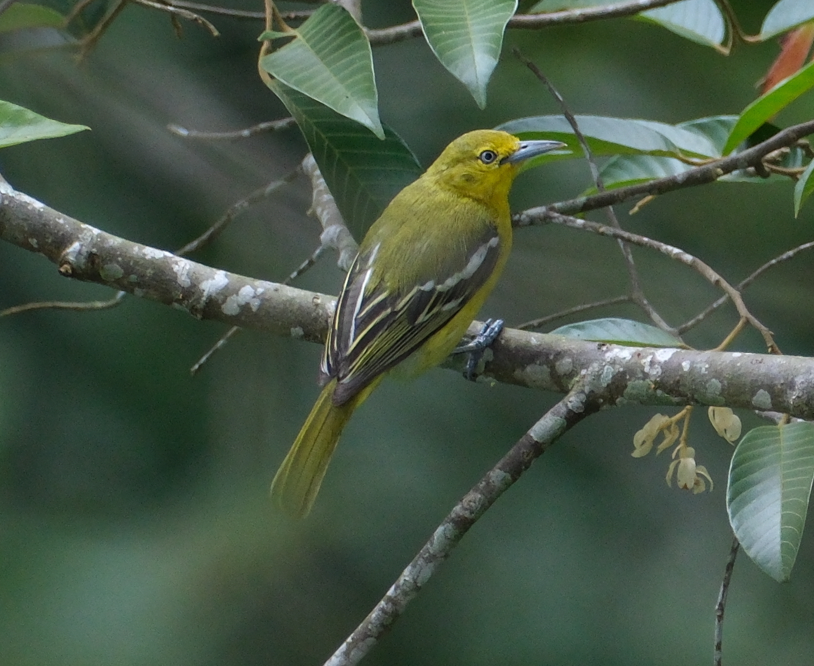 Common Iora