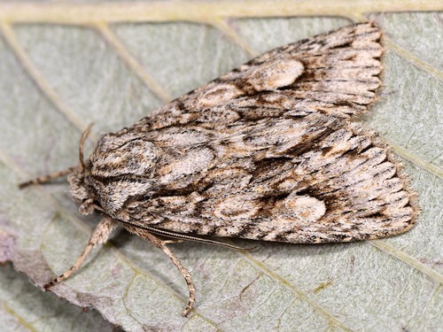 Meganephria bimaculosa Linnaeus, 1767