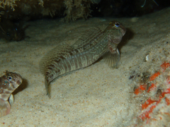 Istiblennius edentulus