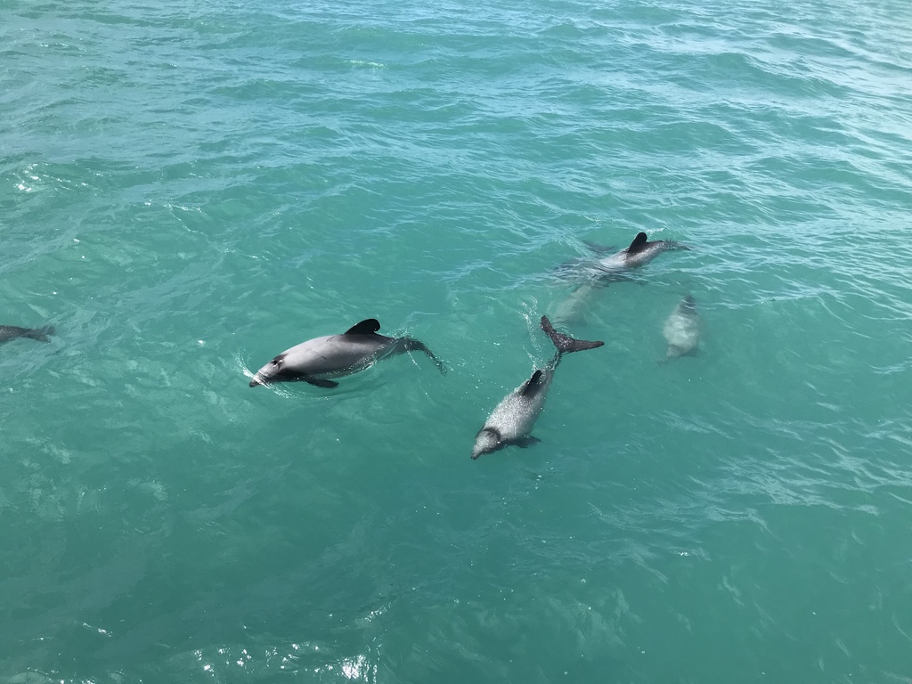 Group of Hector's dolphins swimming close to the surface of green water