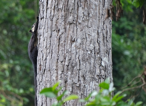 Black Giant Squirrel