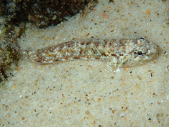 Bathygobius cocosensis