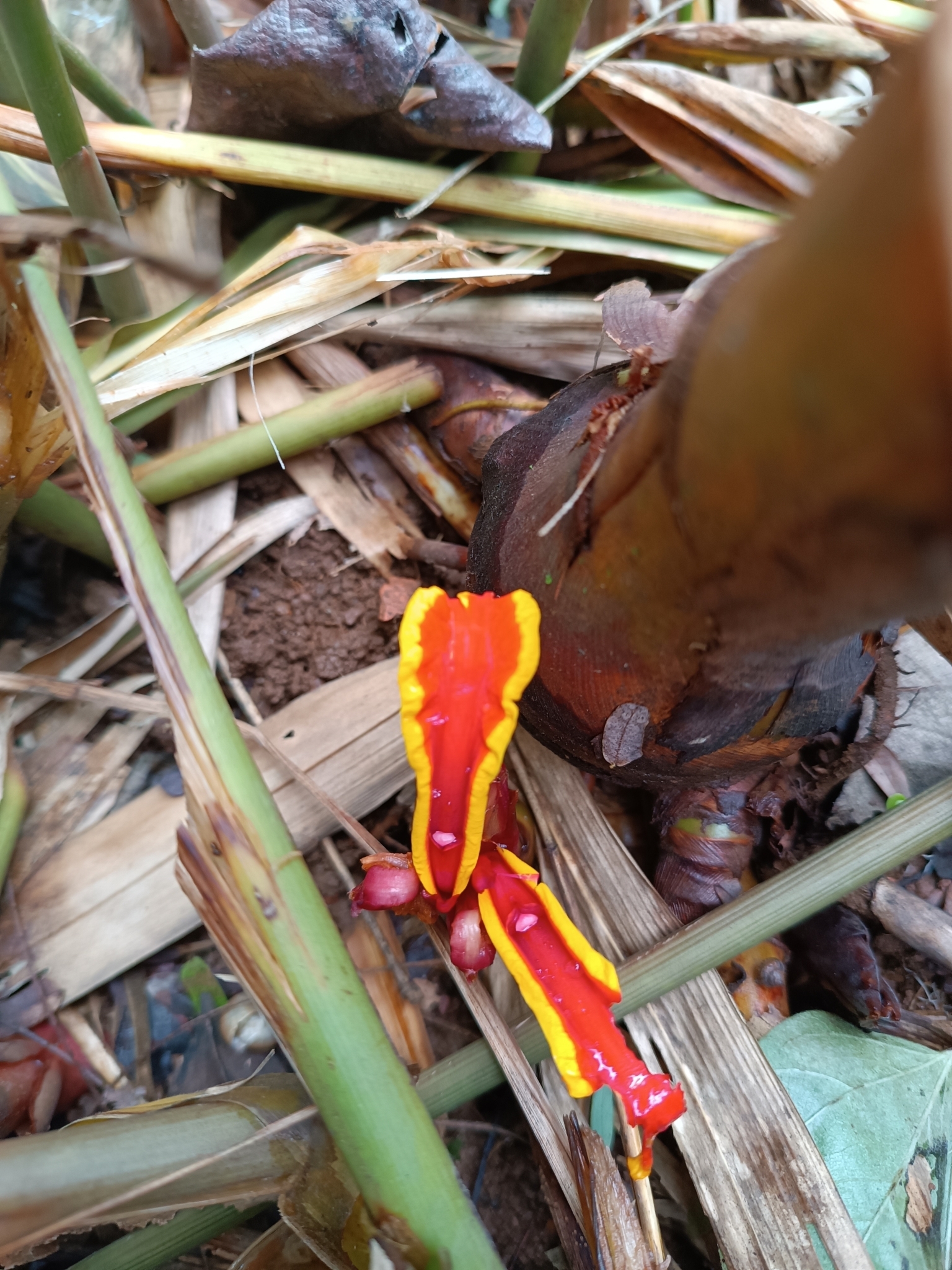 Etlingera megalocheilos — ảnh 3