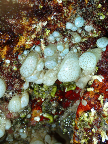 Aplousobranchia