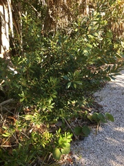 Morella cerifera image